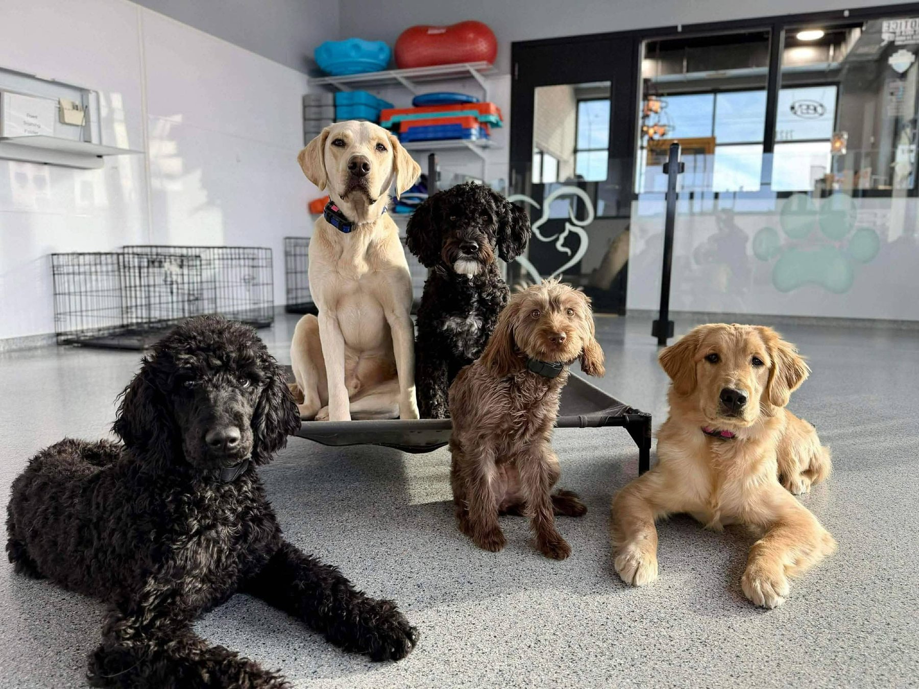 Paws Pet Resort
