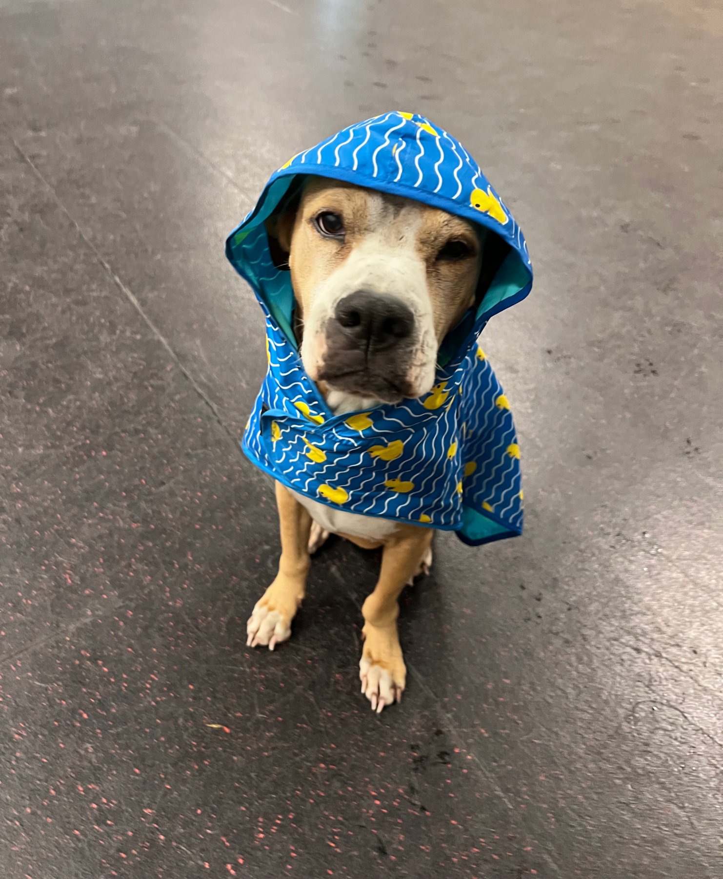 Wayfinder Canine Co
