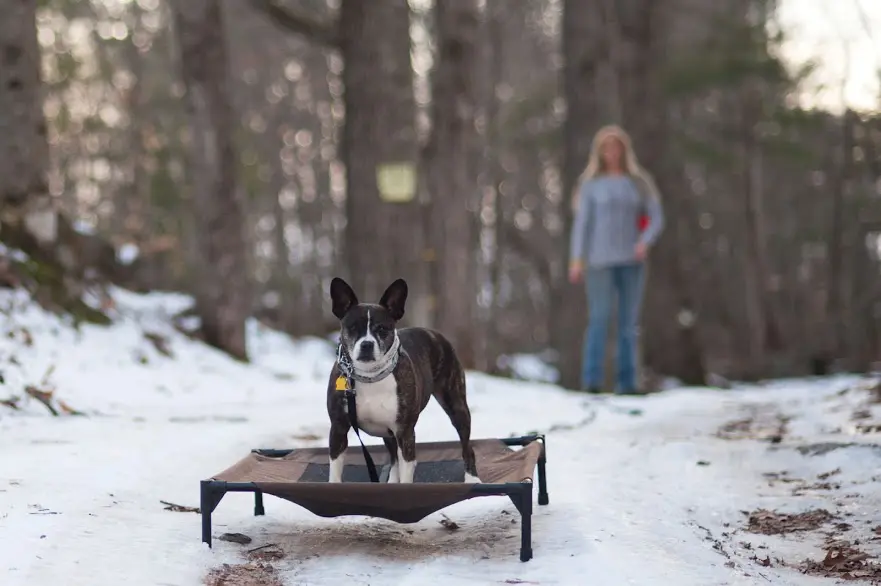Diamond K9 Dog Training