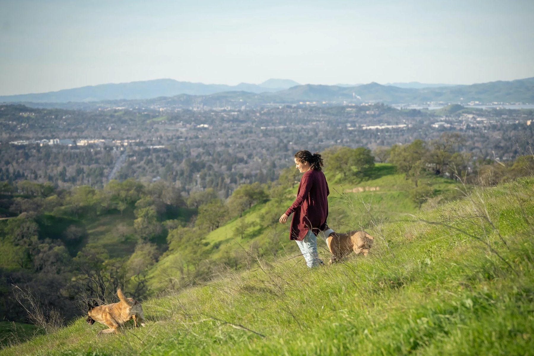 Walk Train Love — dog trainer in Walnut Creek, CA