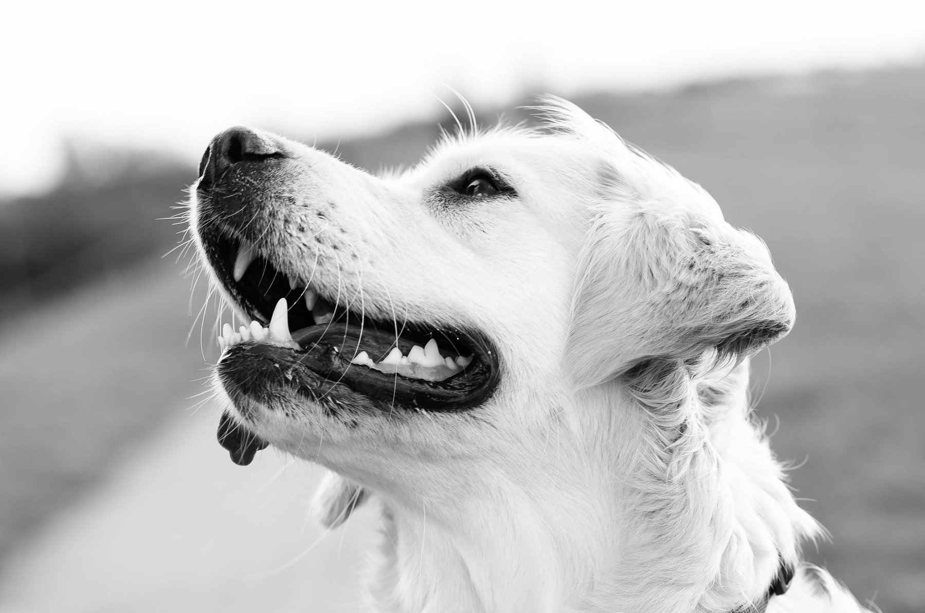 Camelot Dog Training Westchester