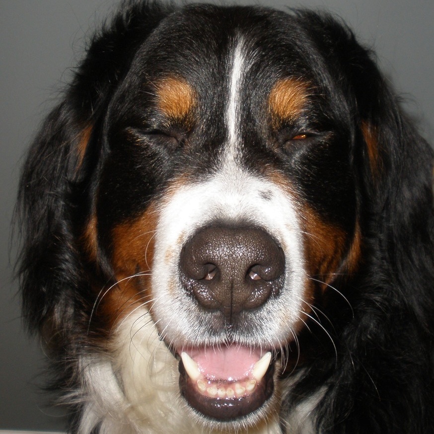 Wagging Tail Academy — dog trainer in Nashua, NH