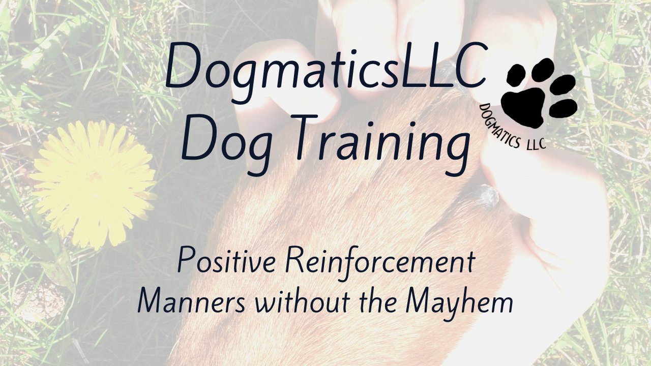 DogmaticsLLC — dog trainer in Tampa, FL
