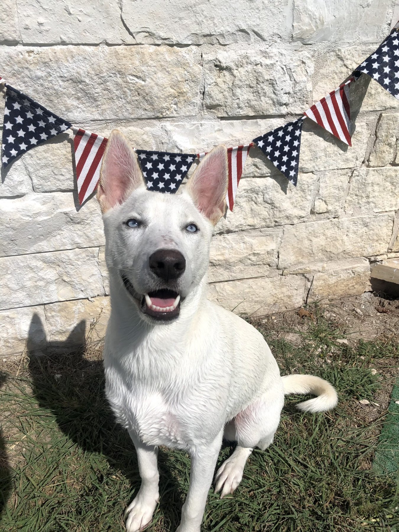 DogJoy