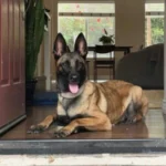 Specialty Dog Training