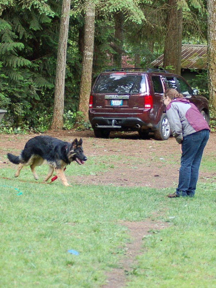 Affordable Dog and Puppy Training
