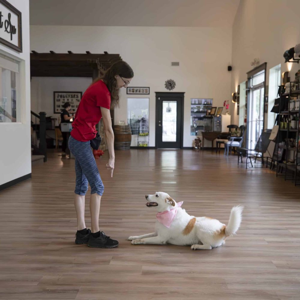 Lil' Scouts Friendly Dog Trainers — dog trainer in Jacksonville, FL