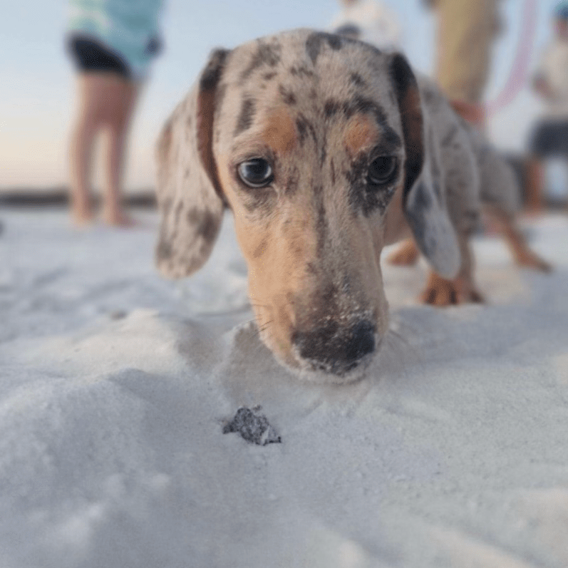 Truly Trained dog training — dog trainer in Sarasota, FL