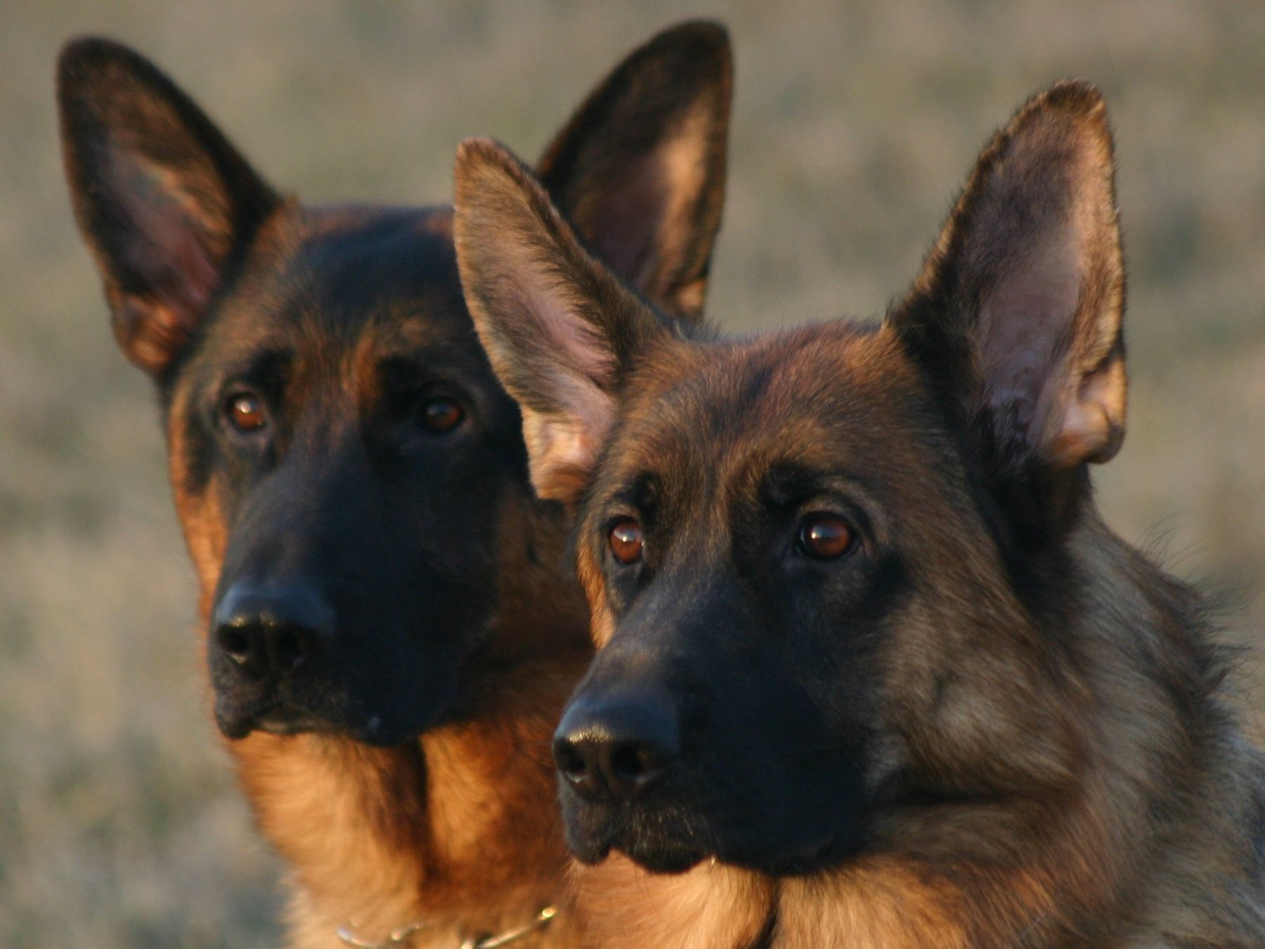 Kelly's Knine training — dog trainer in San Antonio, TX