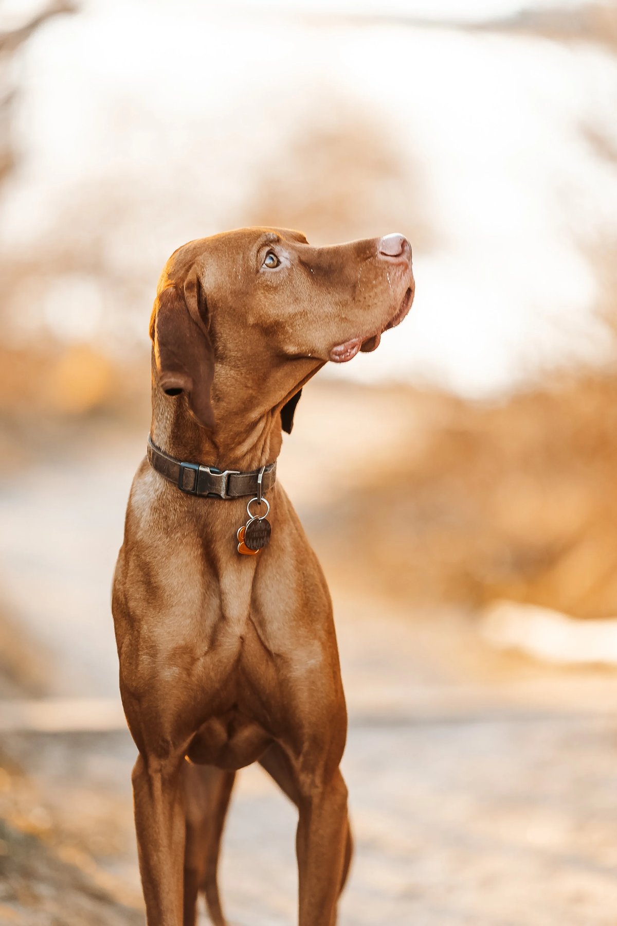Mainely Hounds Dog Training
