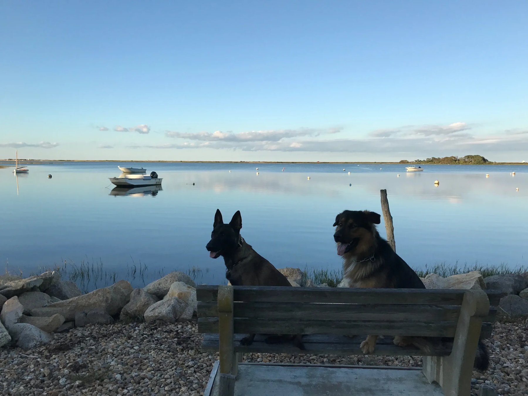 Rise and Shine K9 — dog trainer in Barnstable, MA