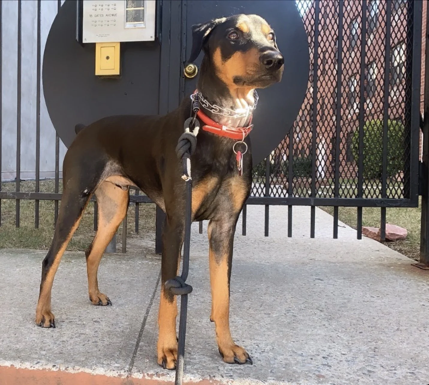 Dog Basics NYC