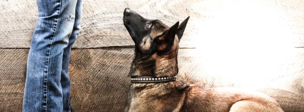 Canine Behavior Solutions, LLC