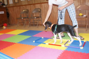 Social Tailwaggers Dog Training & Behavior Consultation — dog trainer in Columbia, MD