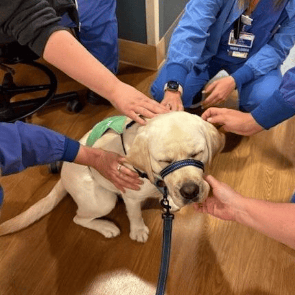Dogs for Better Lives
