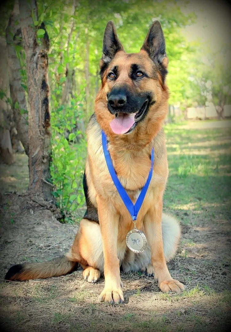 A Dogs Life Training and Education LLC