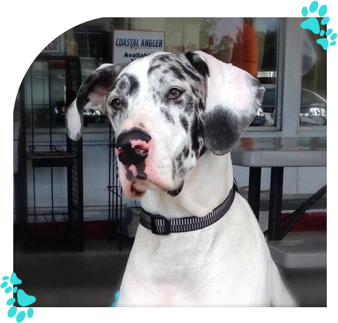 K9 Karma, LLC
