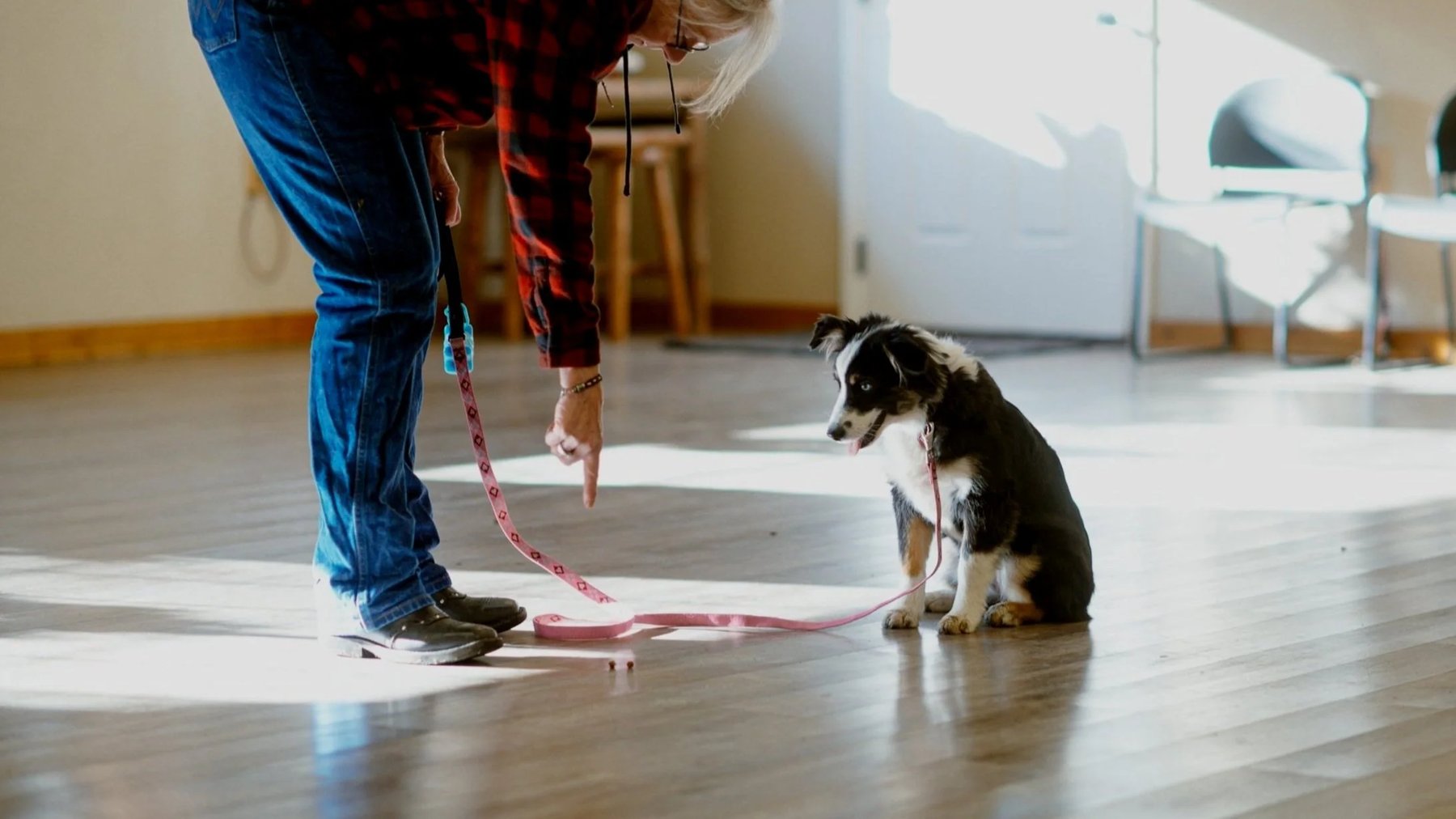 Puppy Manners