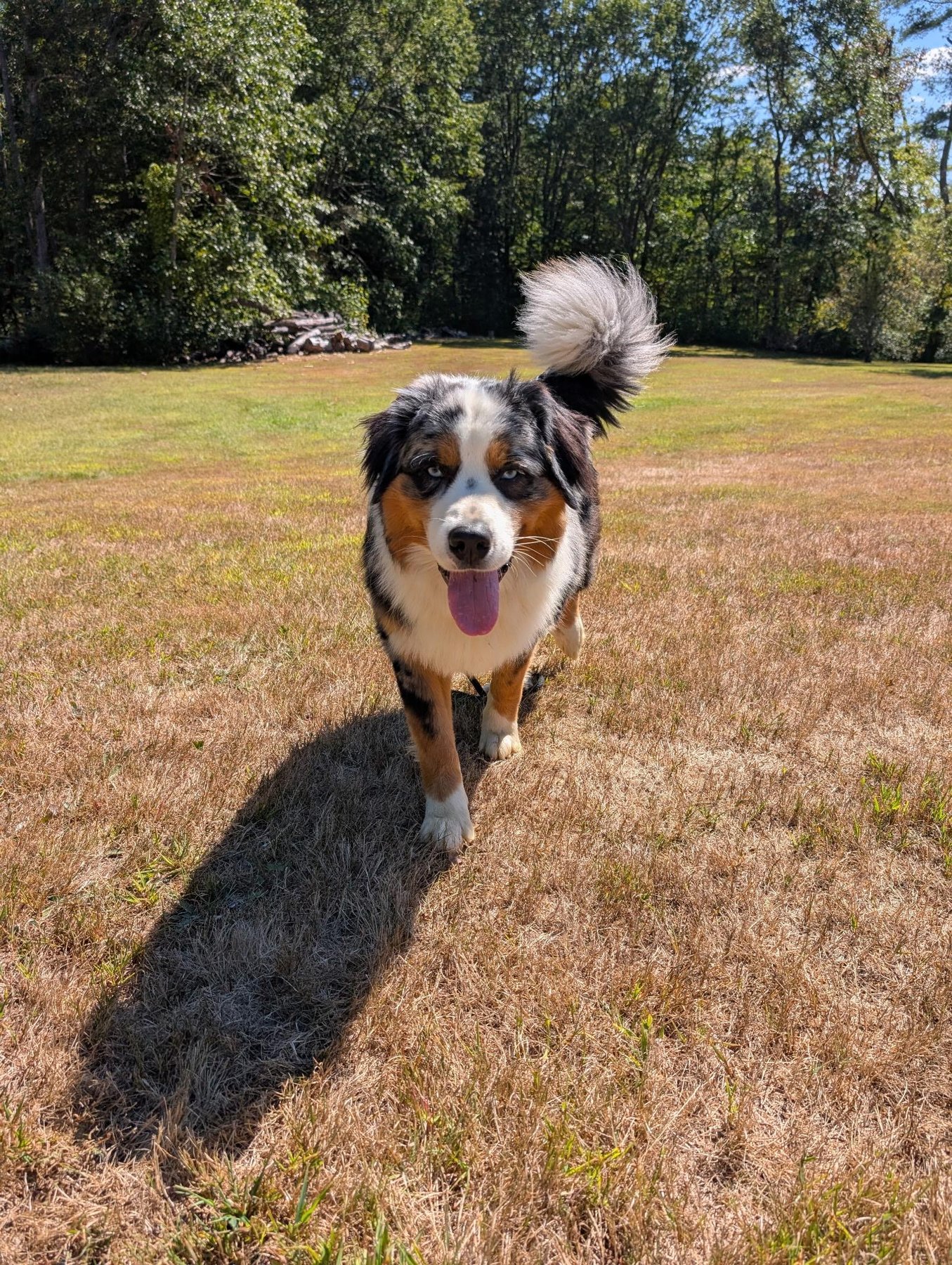 Domestic Dog Training (Boarding & Grooming)