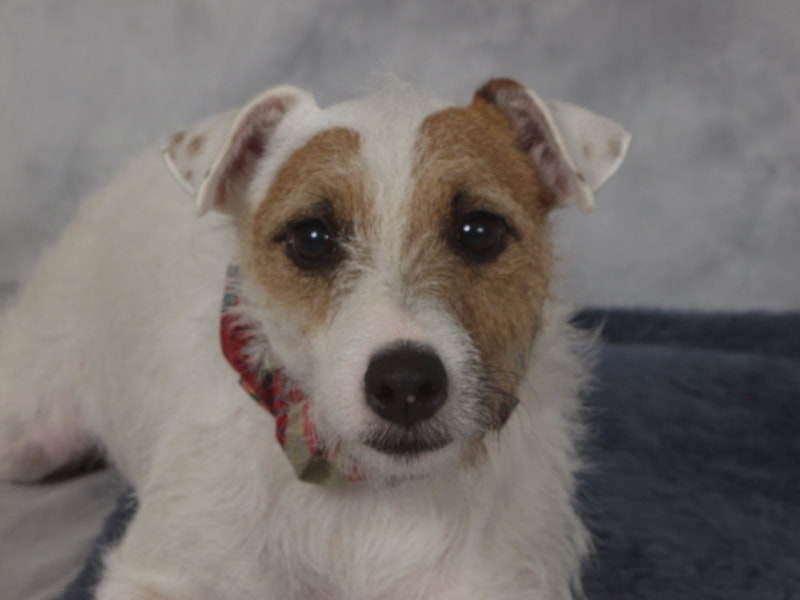 Positive Dog Training and Animal Actors — dog trainer in Silver Spring, MD