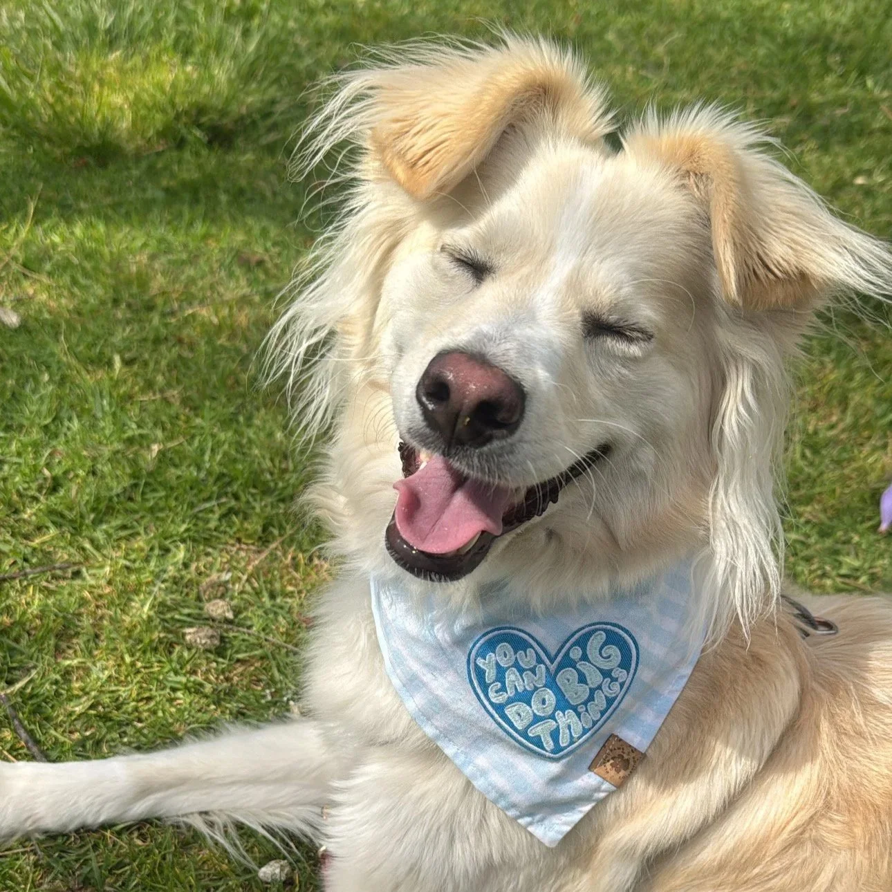 Trail Dog Training Co
