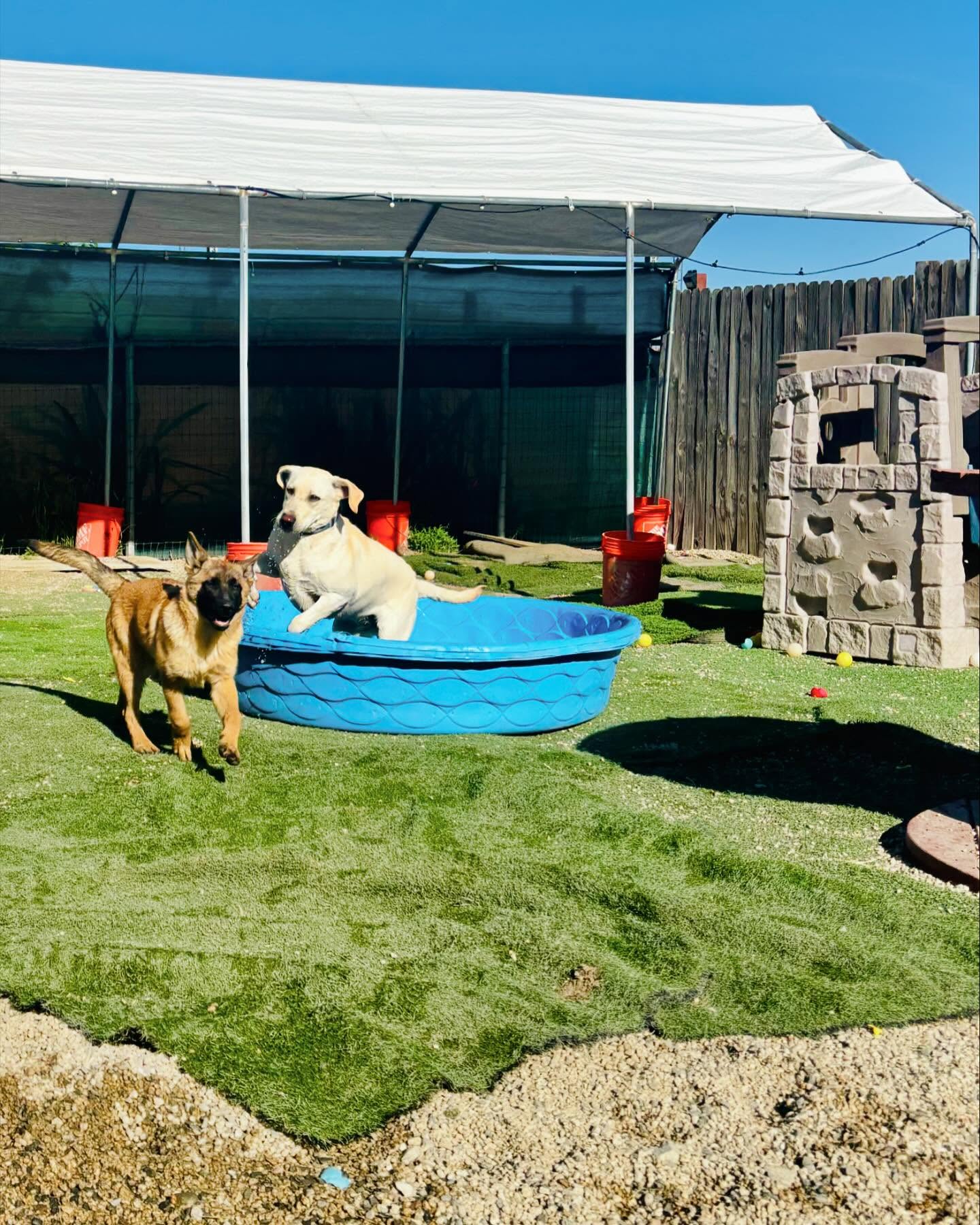 Snuggle Puppy Hotel | Redlands — dog trainer in San Bernardino, CA