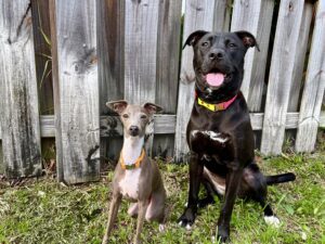 Love Dog Inc