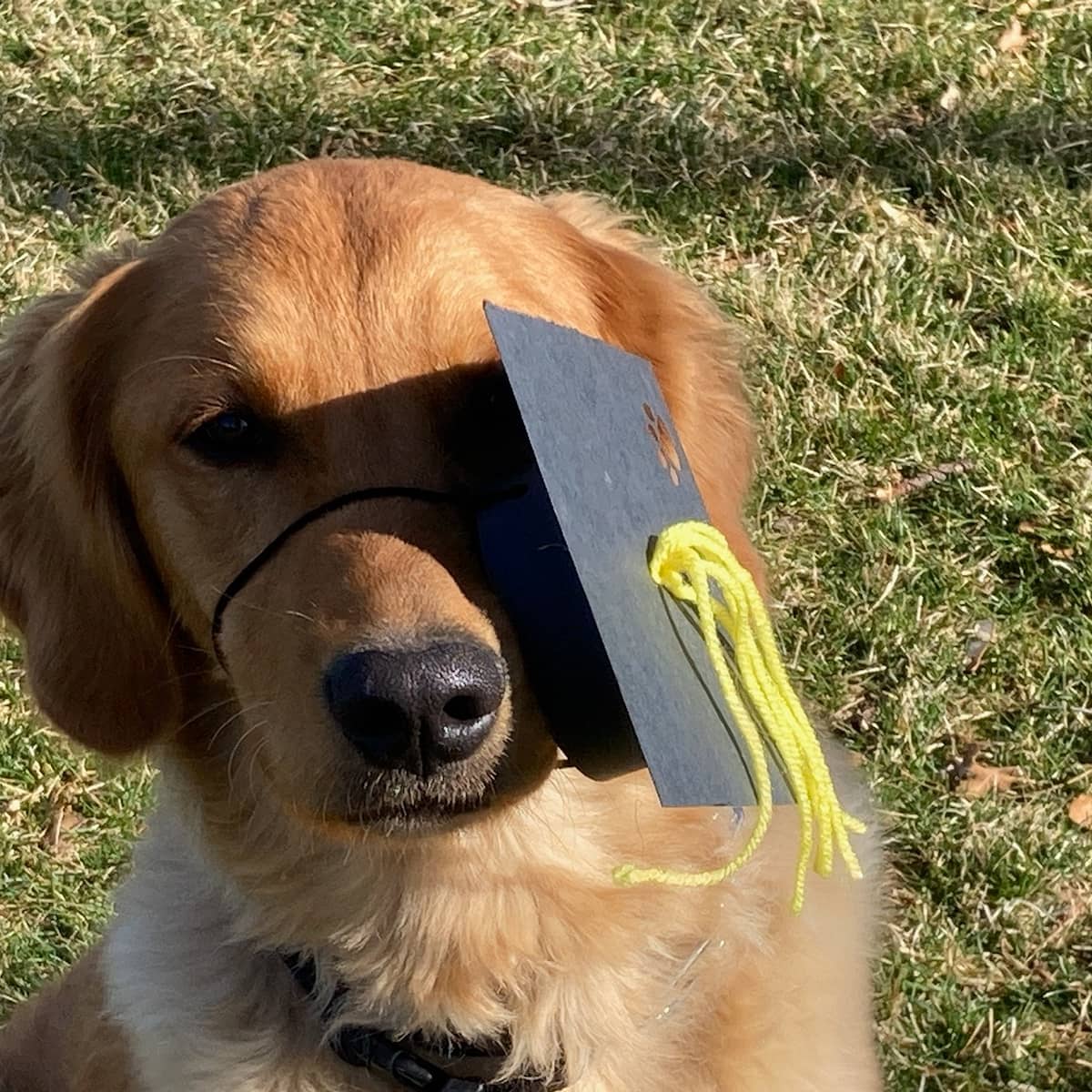 Scotch Pines Dog Training