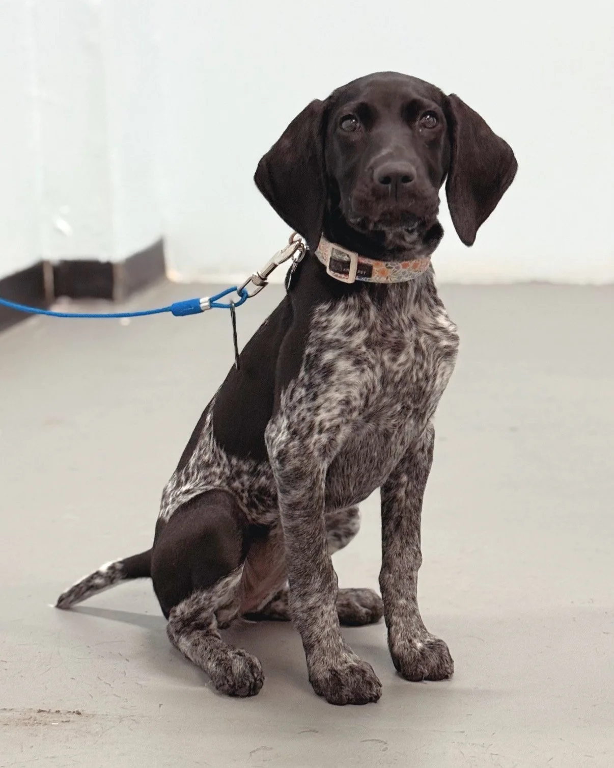 The Composed Canine Dog Training