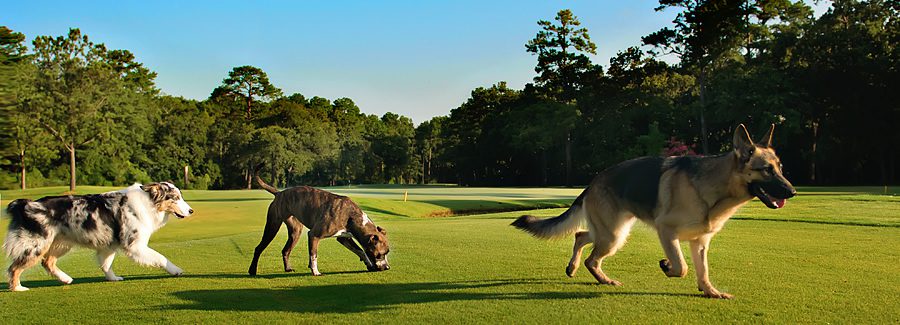 Canine Country Club