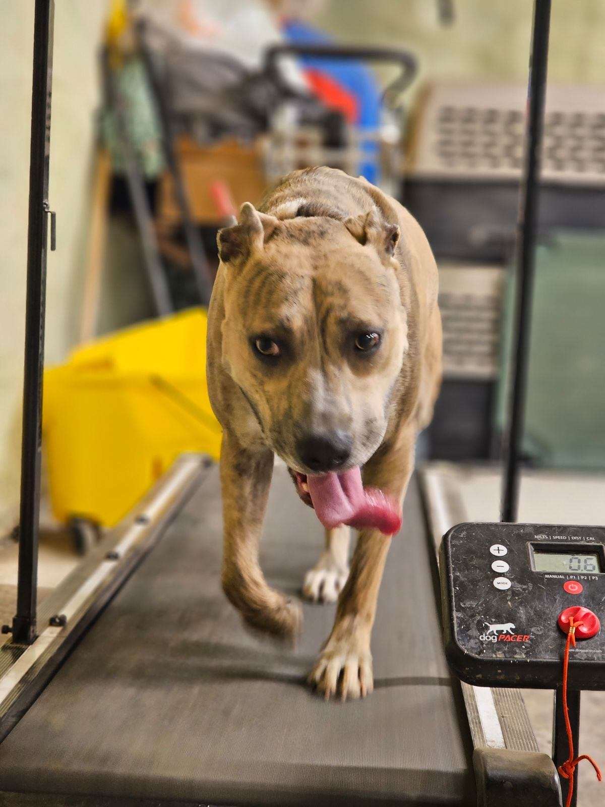 Kelly K9 Services