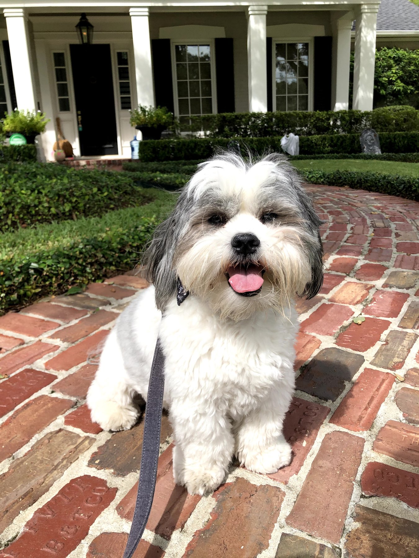 Off Leash Obedience