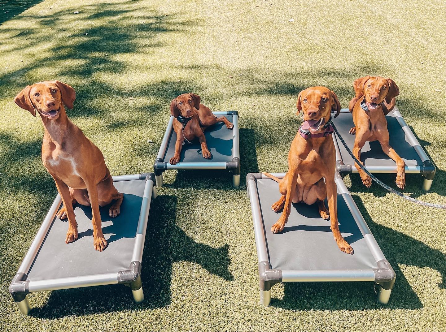 Barks & Recreation