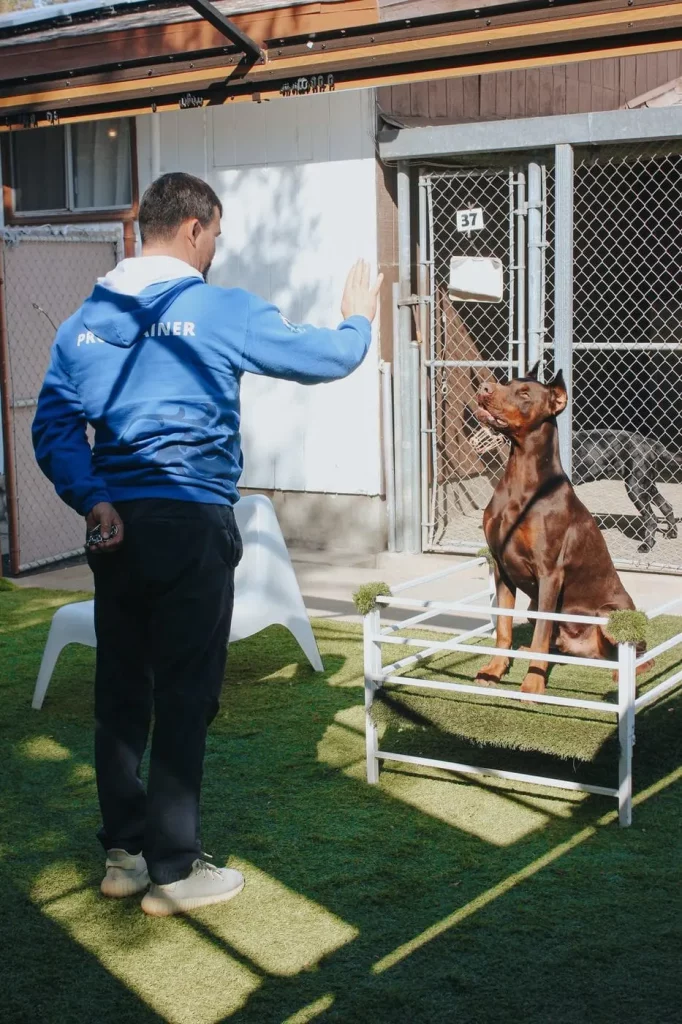 Topanga Pet Resort