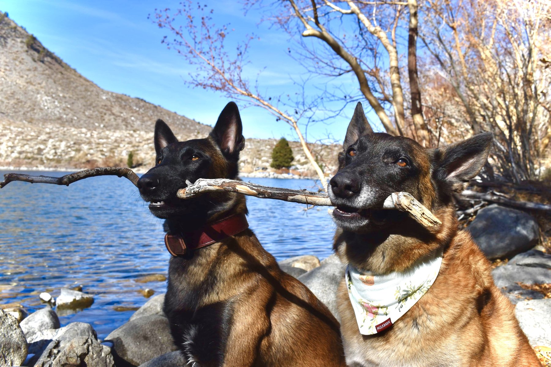 Condor Canine — dog trainer in Ventura, CA