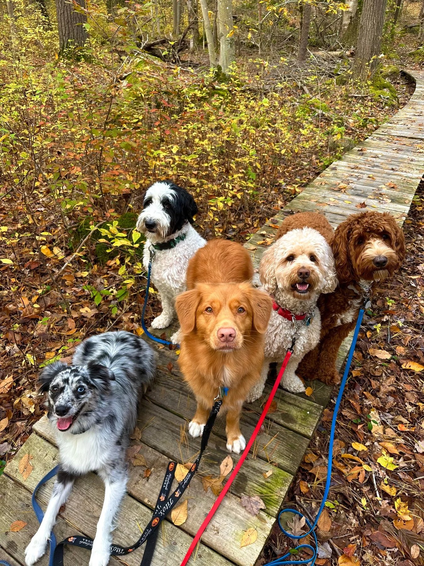 Into The Woods Canine