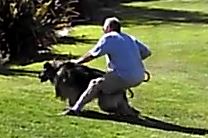 Dog Training For Owners