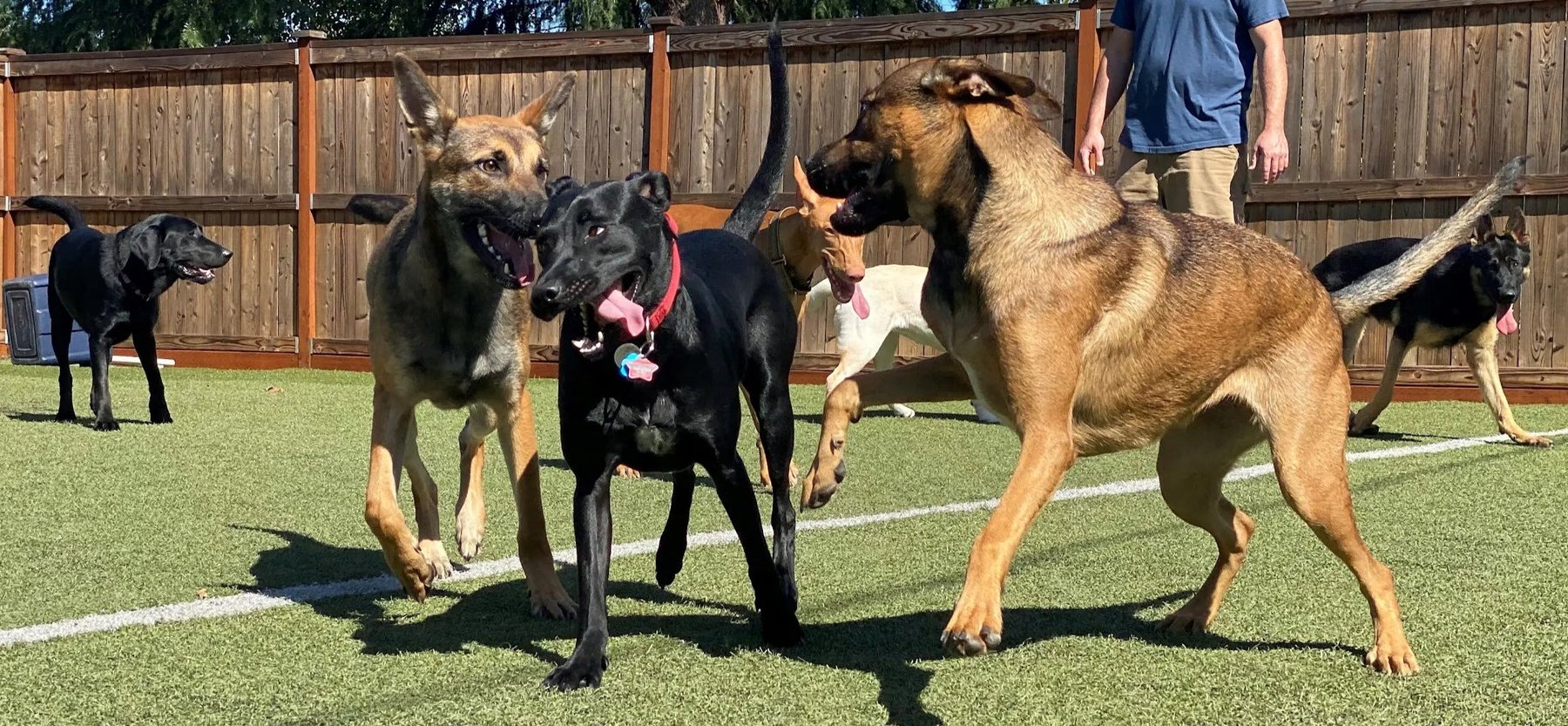 The Curious K9