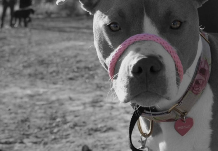 Mutts Behave – Dog Training