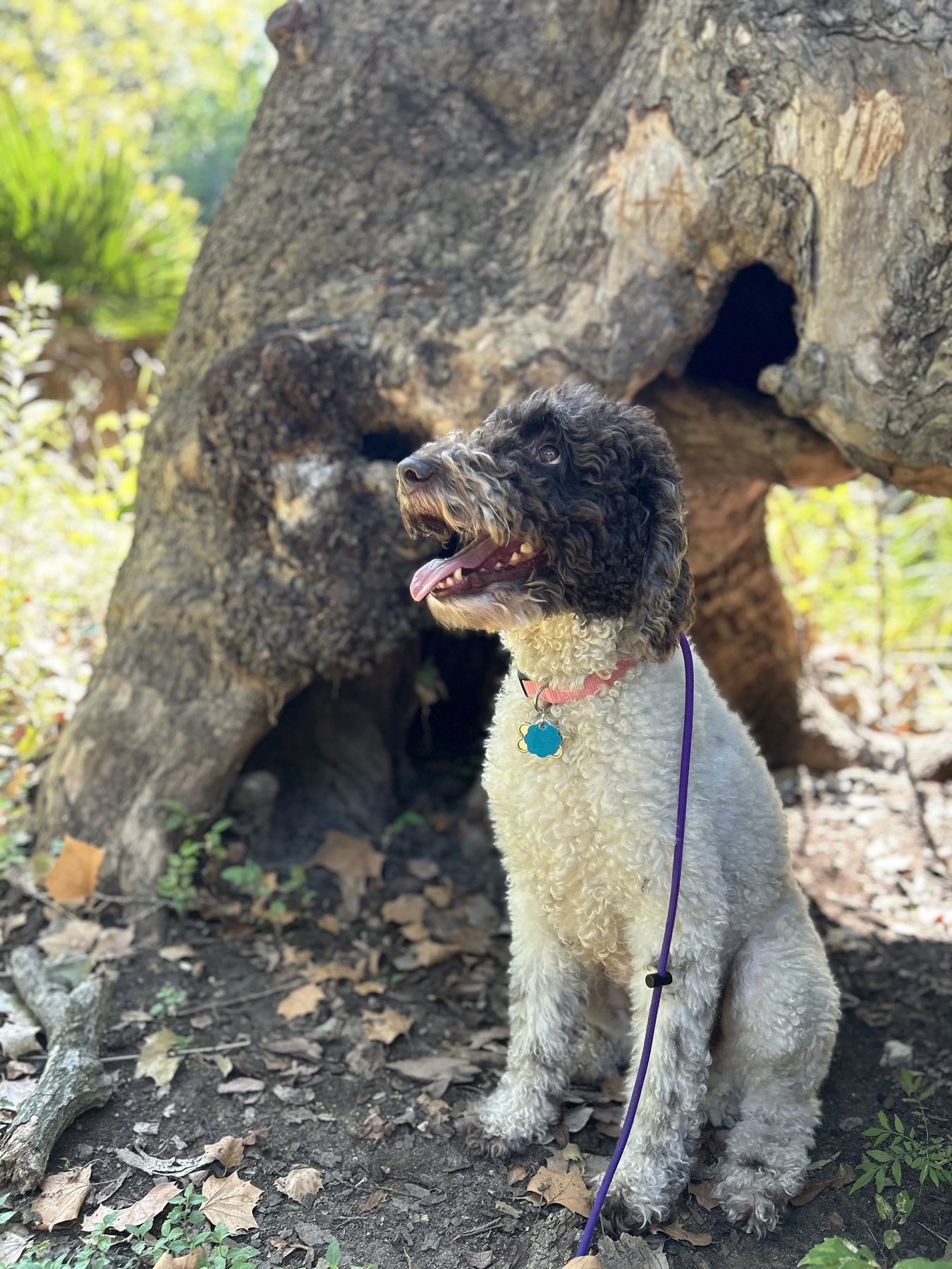 Ultimate Canine Connections — dog trainer in Cedar Park, TX