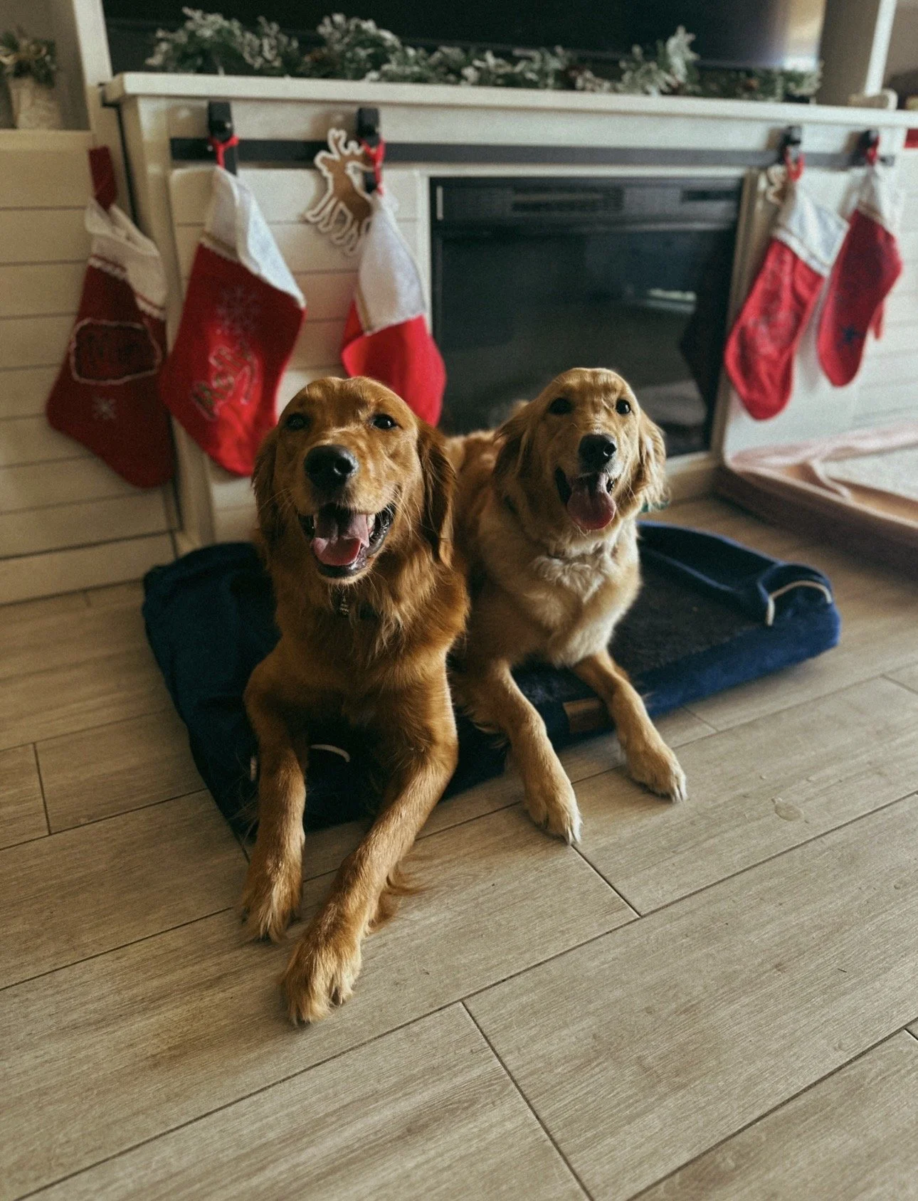 Ever Forward K9 Training — dog trainer in St. Petersburg, FL