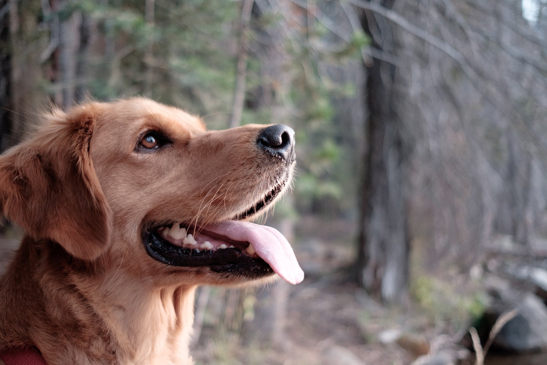Smith Rock K9