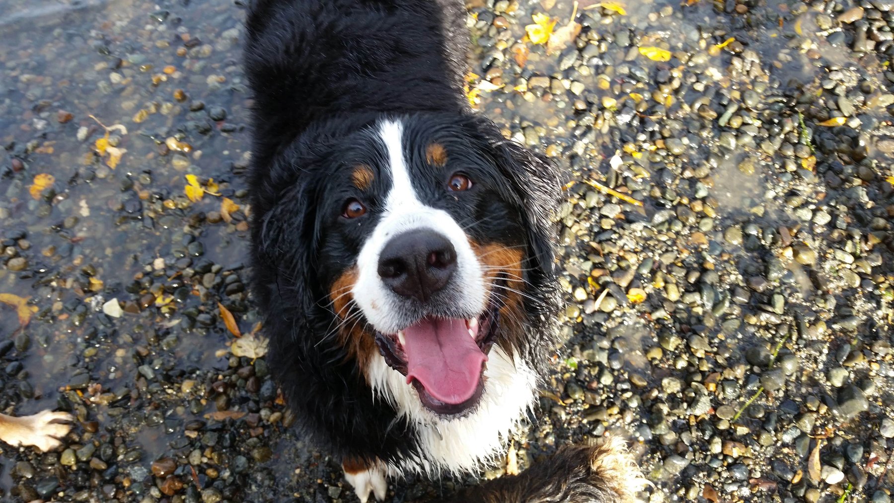 Sirius Pet Care & Boarding