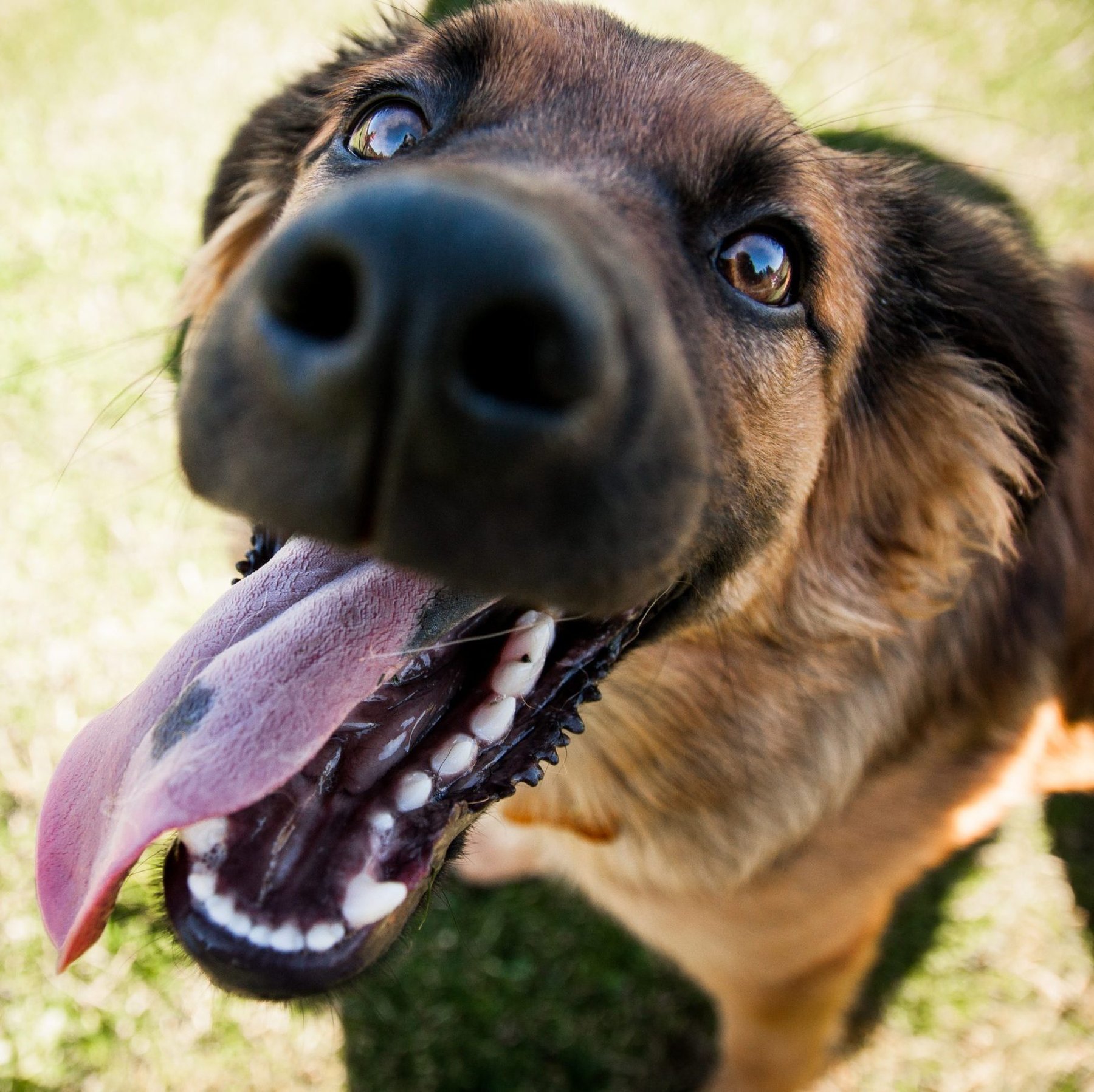 For the Love of Dog — dog trainer in Corvallis, OR