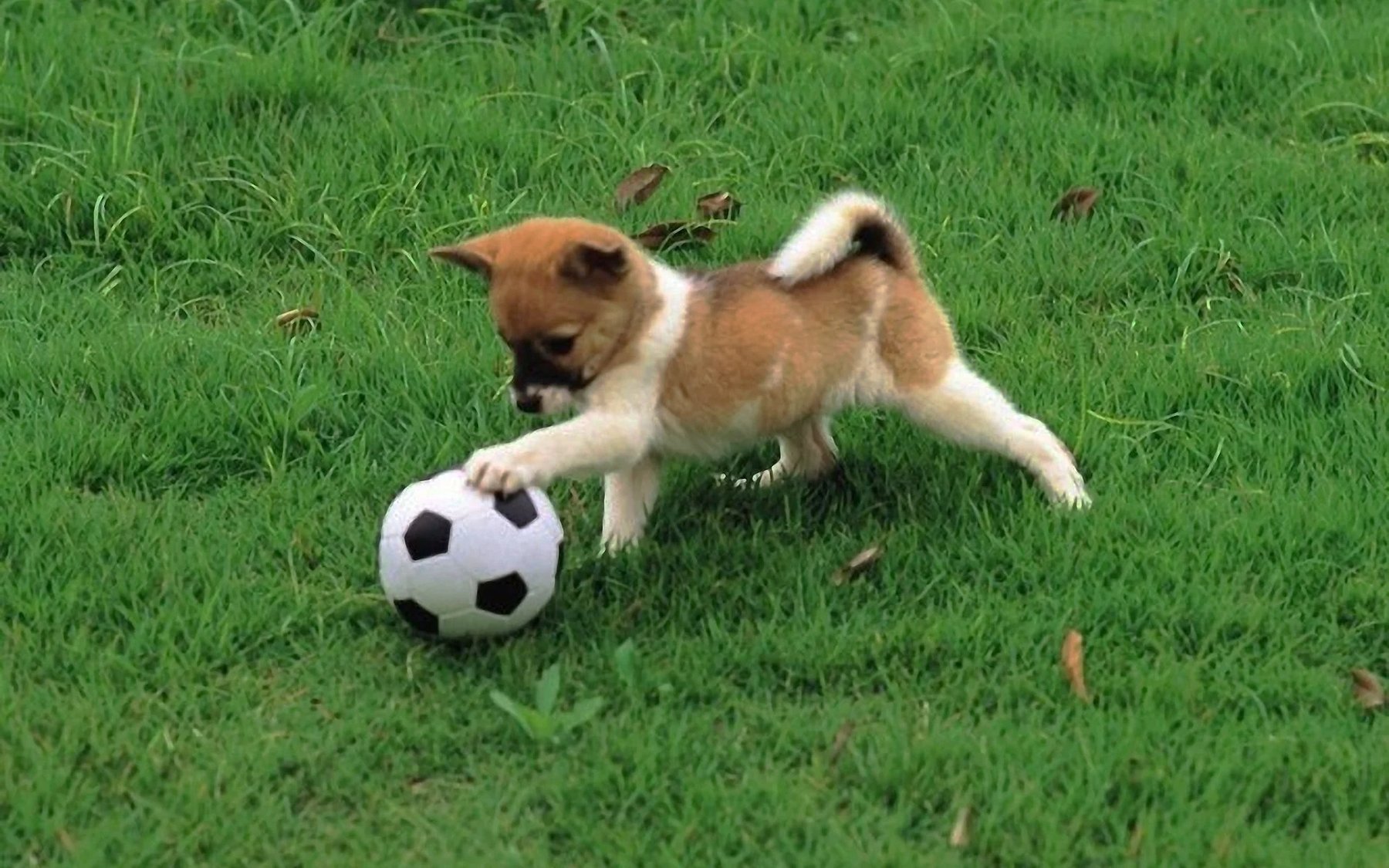 Cat’s Canine Academy