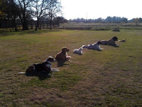 All Dog Training