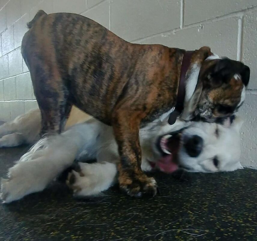 Cascadia Canine Training School