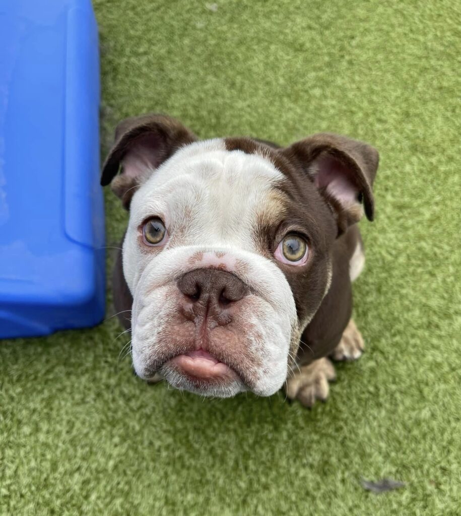 Club Pooch — dog trainer in Columbia, MD