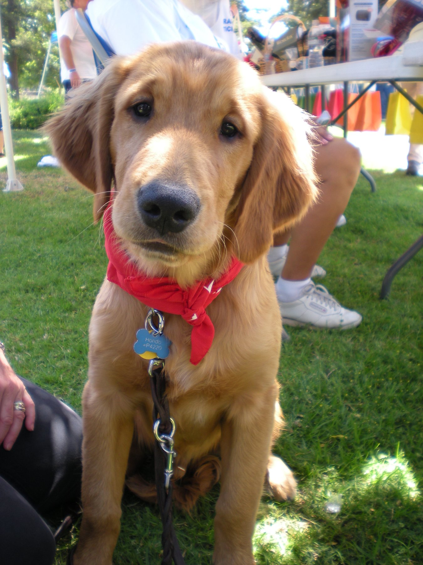 A Paw Above Dog Training