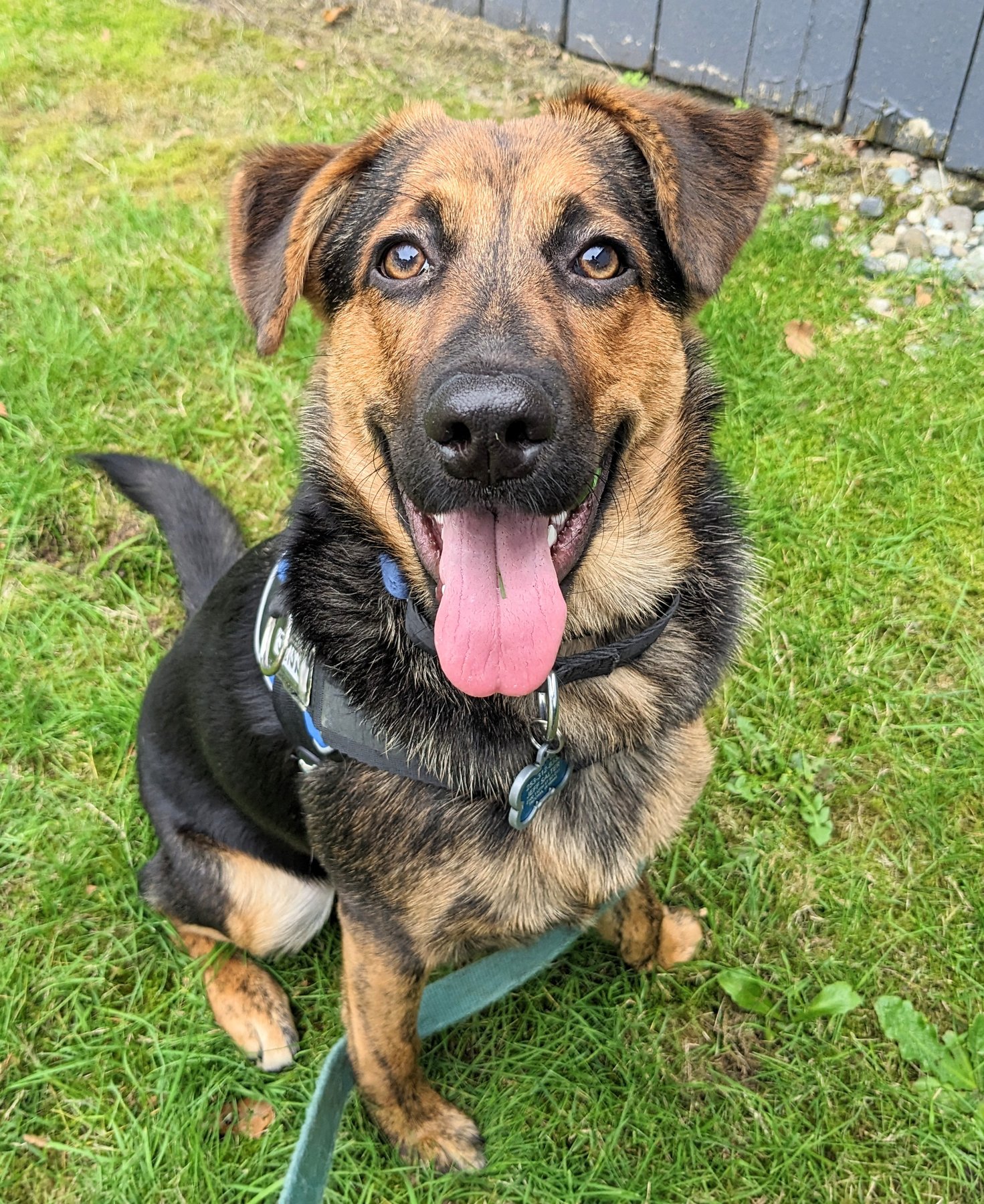 Rocky Junior’s Dog Training and Behavior